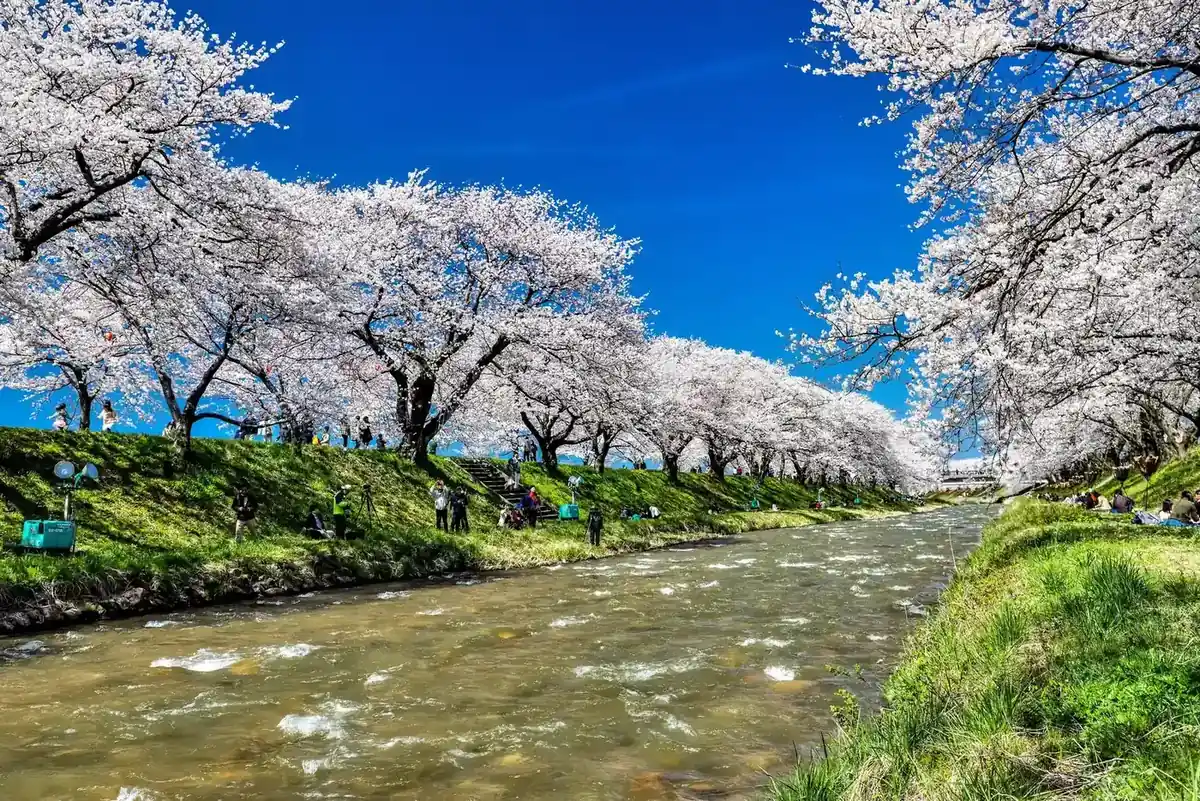 Cherry trees in bloom along the Funakawa river. Photo: くろふね (CC BY-SA 4.0)