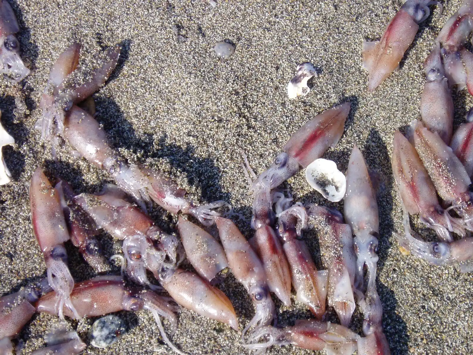 Firefly squid stranded on the beach after a mass beaching.