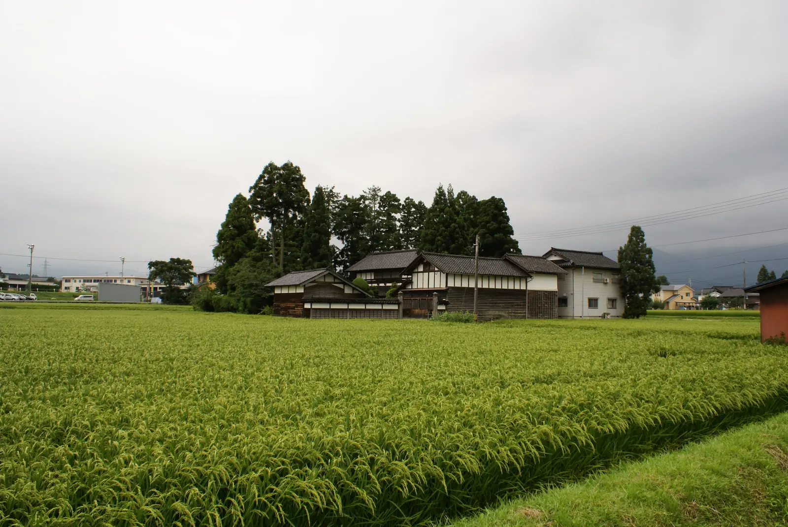 A farmhouse backed by its grove. The kainyo shelter the house from wind and snow. Photo: peachkiller (CC BY-SA 3.0)