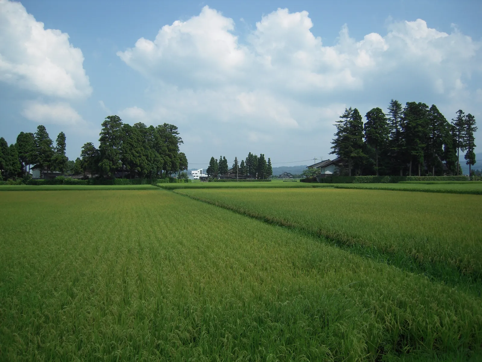 Houses ringed by their windbreak groves dot the paddies in the scattered village of the Tonami plain. Photo: fitm (CC BY 3.0)