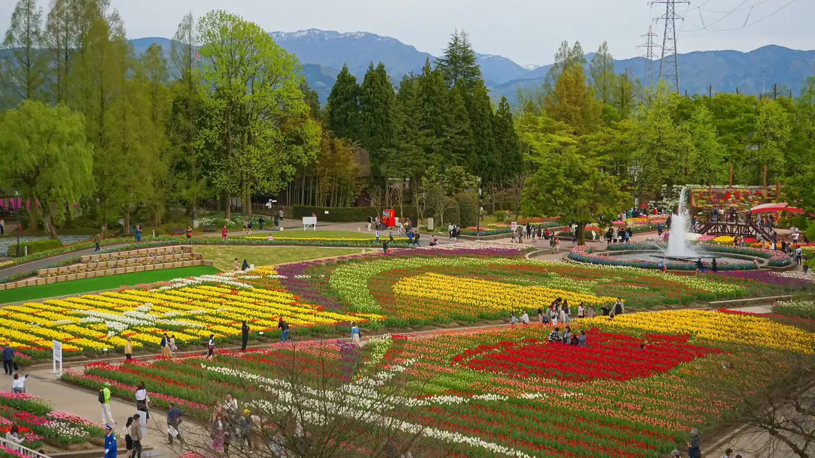 Beyond the bands of flowers, mountains still streaked with snow. Photo: 掬茶 (CC BY-SA 4.0)