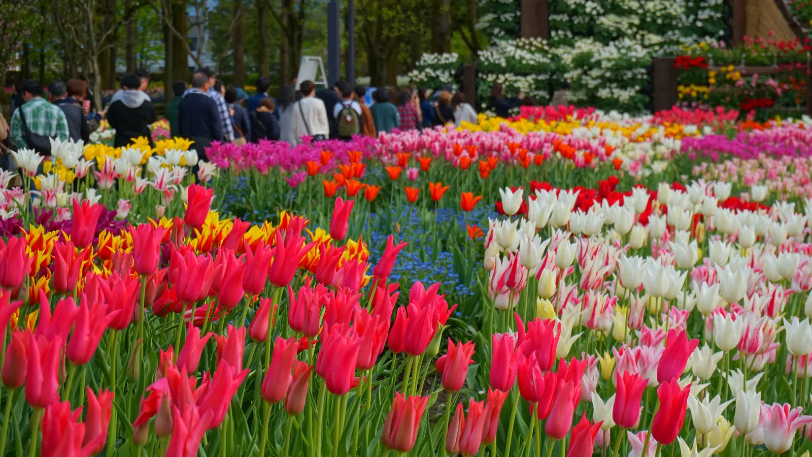 Tulip beds forming bands of color. Photo: 掬茶 (CC BY-SA 4.0)